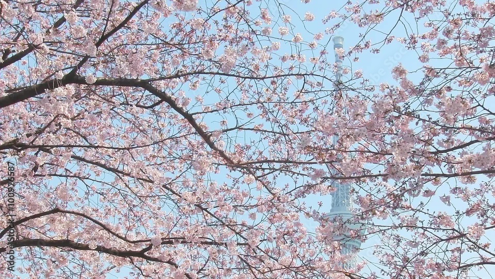東京の桜 東京の桜