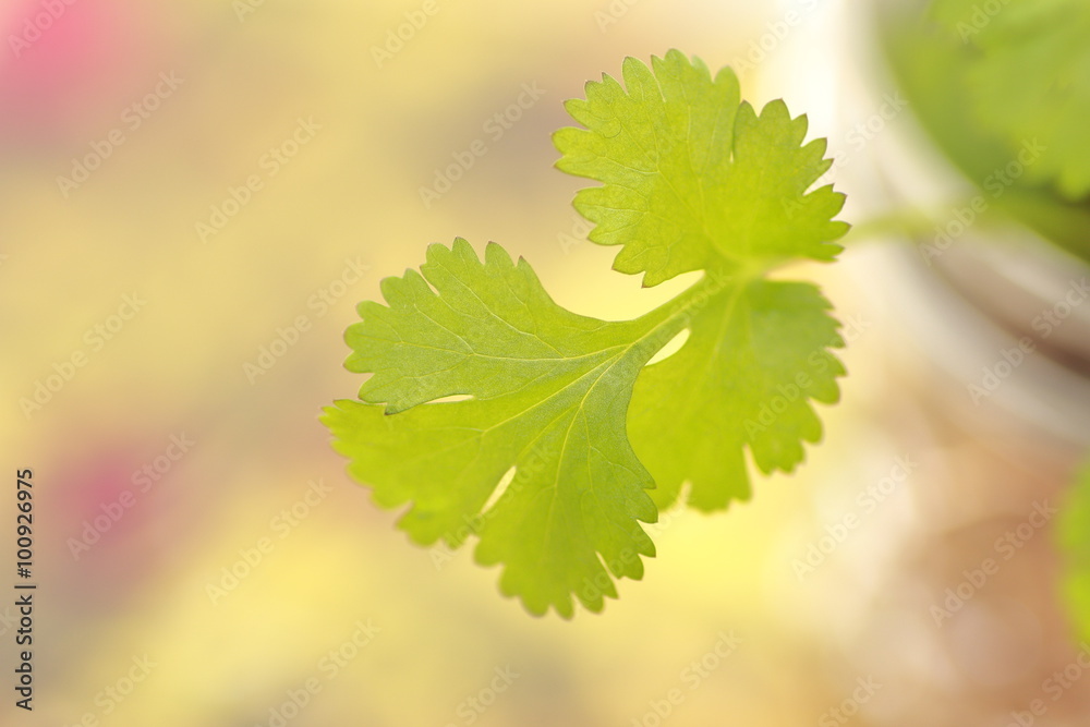 Fototapeta premium Coriander