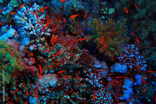coral reef underwater photo