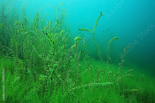 Underwater World on the lake, reeds and clear water © kichigin19