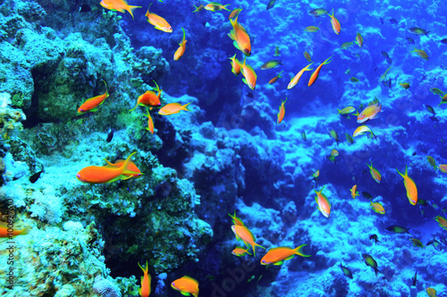 coral reef underwater photo © kichigin19