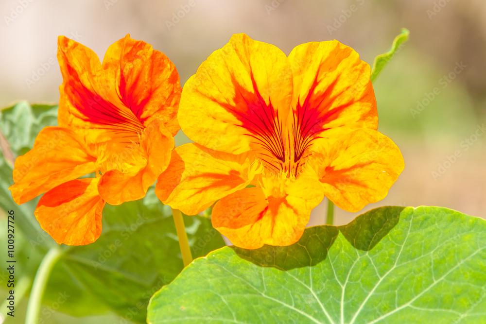 fleurs de capucine fleurs de capucine