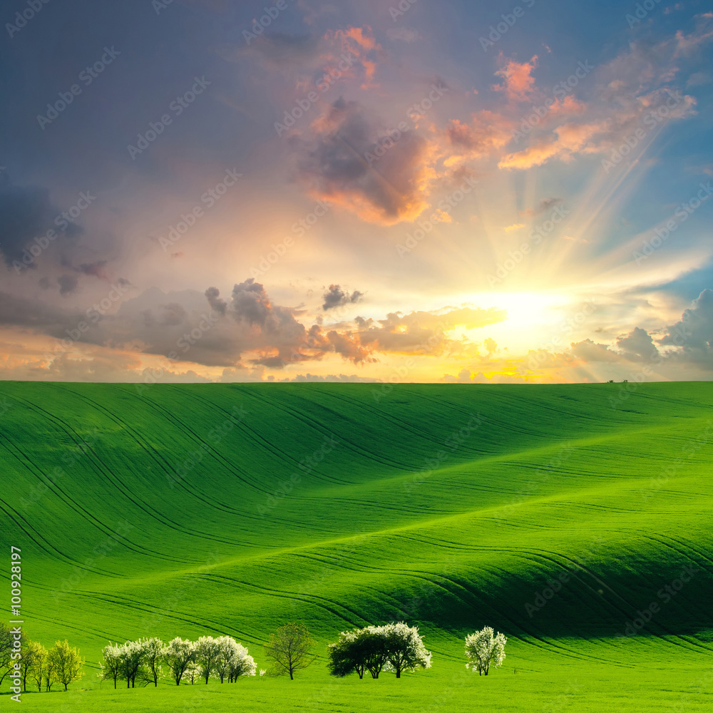 Agricultural Landscape with Green Field