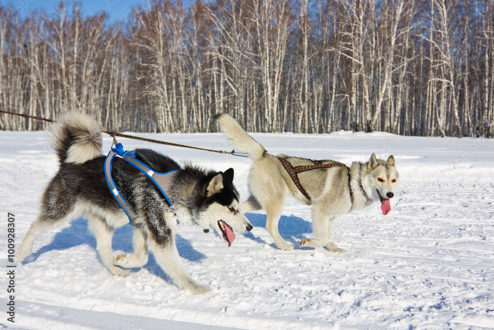 Husky dog in harness running through the snow Husky dog in harness running through the snow