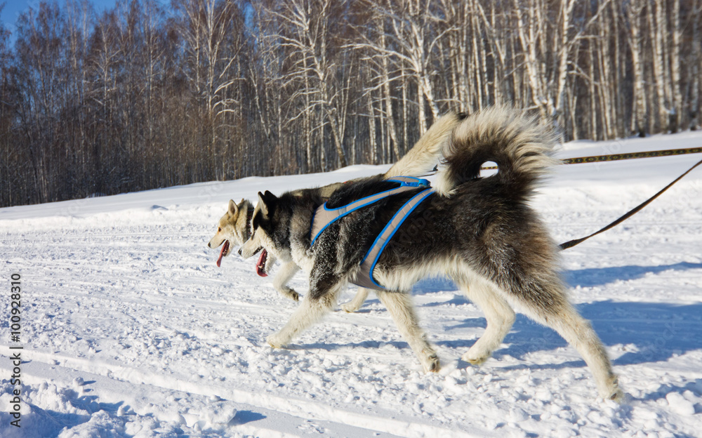 Husky dog in harness running through the snow Husky dog in harness running through the snow