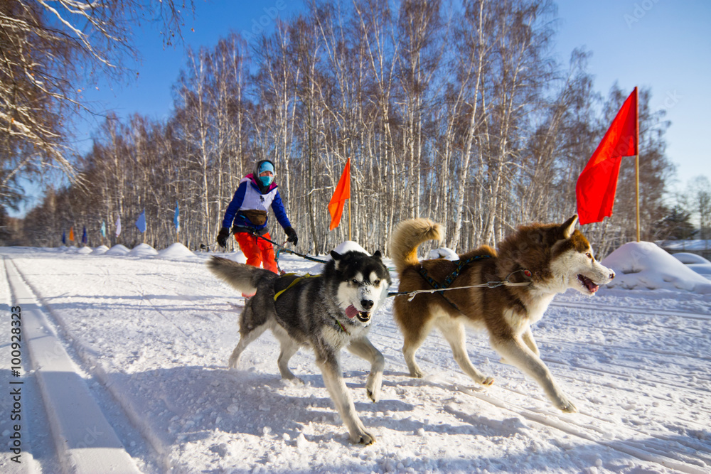 Husky dog in harness running through the snow Husky dog in harness running through the snow