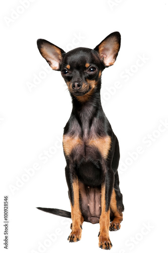 Beautiful toy terrier isolated on white background