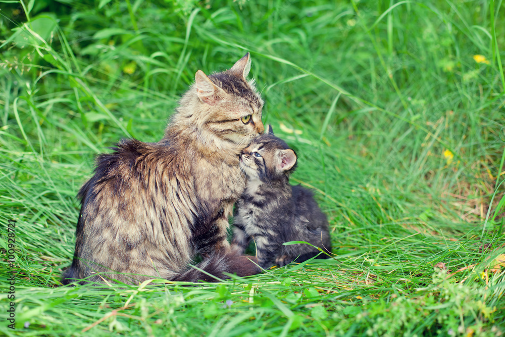 Mom cat with little kitten on the grass