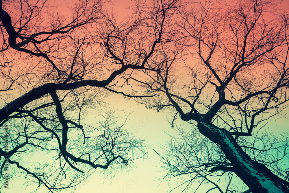 Obraz premium Trees silhouettes against gradient colored sky