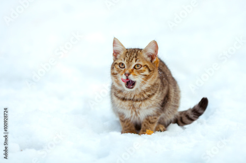 Little kitten sitting on the snow