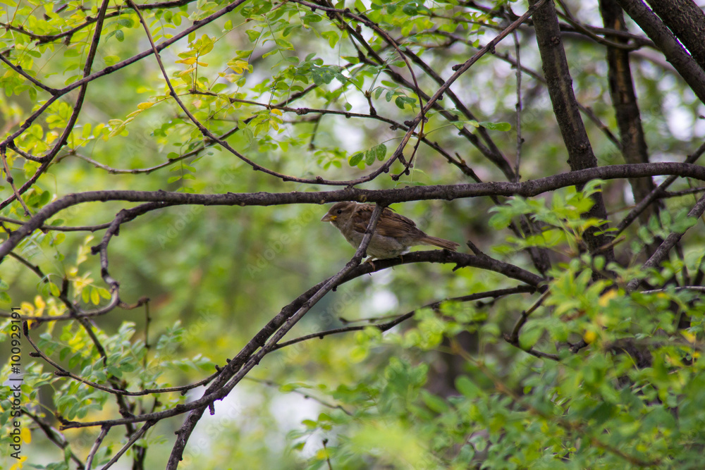 Fototapeta premium bird on branch