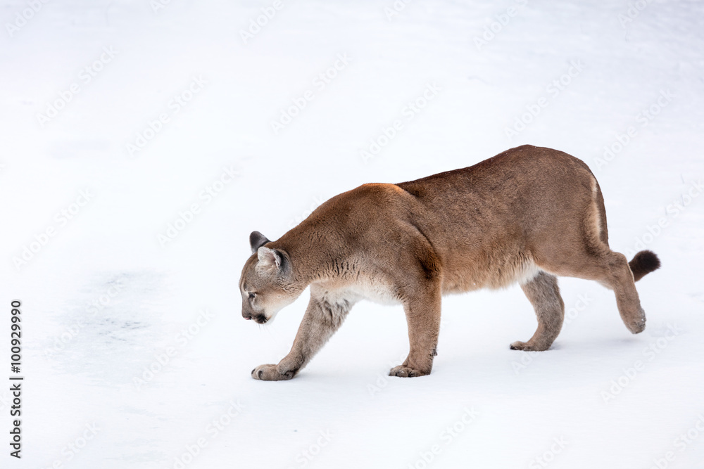 Naklejka premium Puma w lesie, Mountain Lion, samotny kot na śniegu