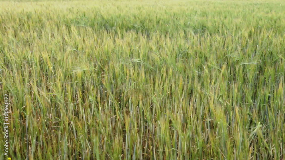 Field of wheat Field of wheat