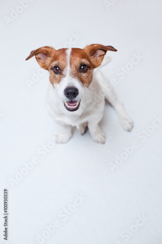 jack russell terrierthe white background © iconstock