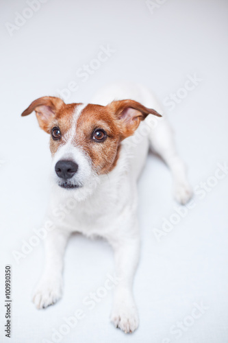 jack russell terrierthe white background