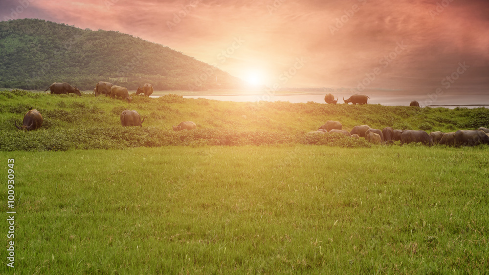 Fototapeta premium Buffalo, grazing Large pastures