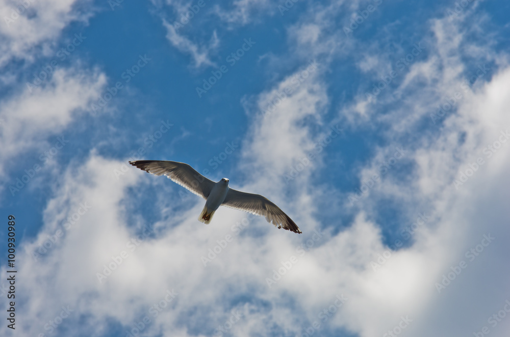 Closeup of a seagull flying over Aegean sea near mountain Athos, Greece Closeup of a seagull flying over Aegean sea near mountain Athos, Greece
