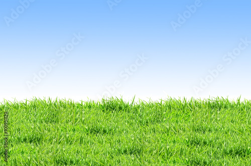 green grass and blue sky such as background