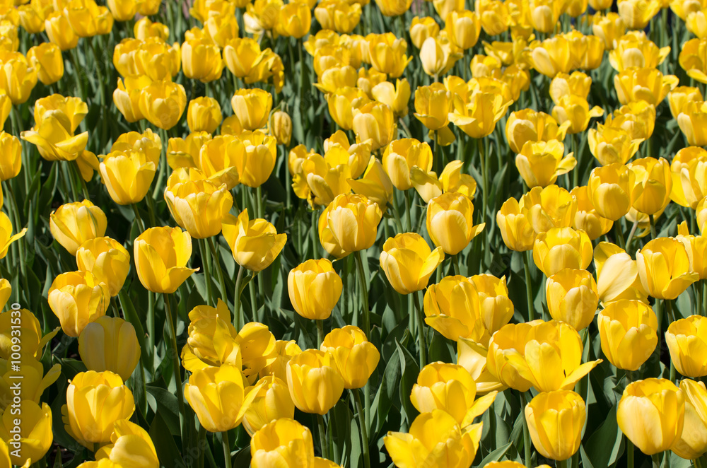 Closeup of a Field of Yellow Tulips