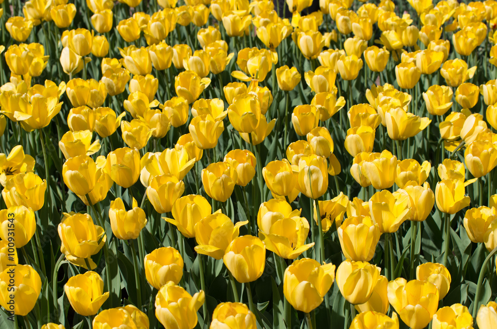 Closeup of a Field of Yellow Tulips