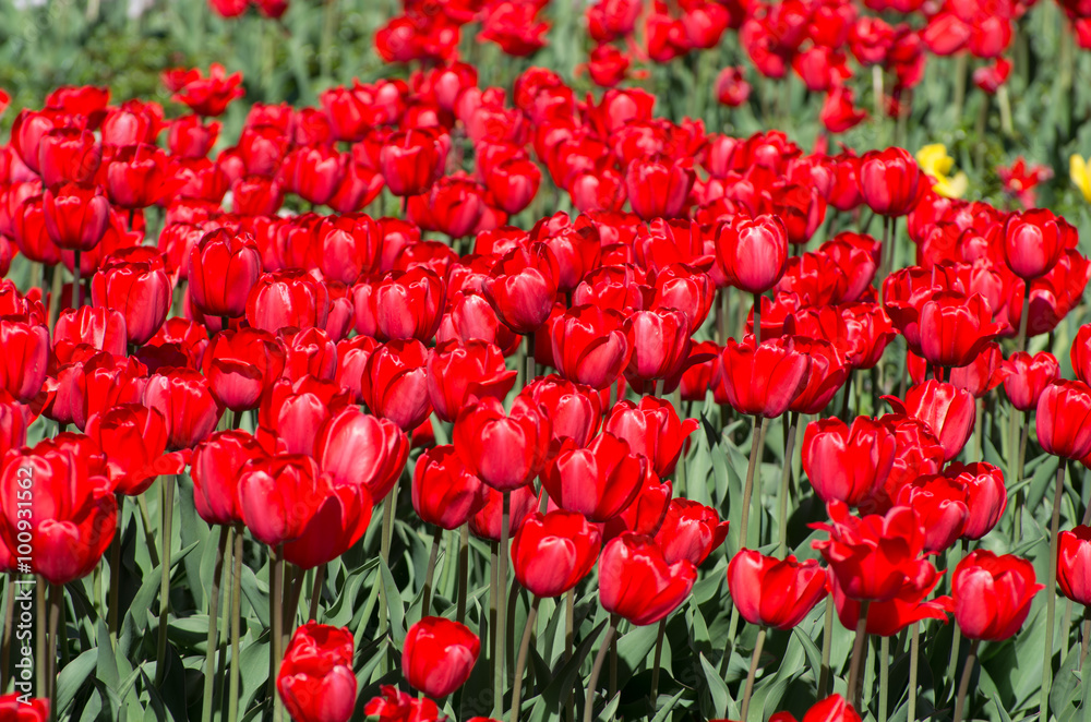 Fototapeta premium Closeup of a Field of Red Tulips
