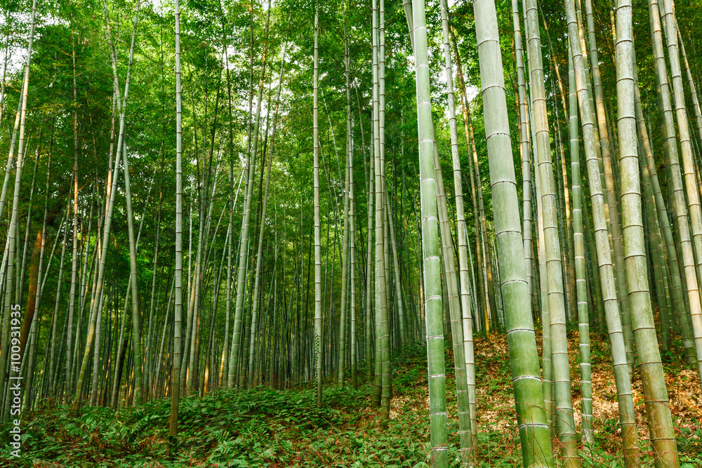 Green bamboo forest in the summer Green bamboo forest in the summer
