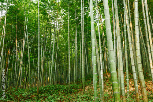 Fototapeta Naklejka Na Ścianę i Meble -  Green bamboo forest in the summer