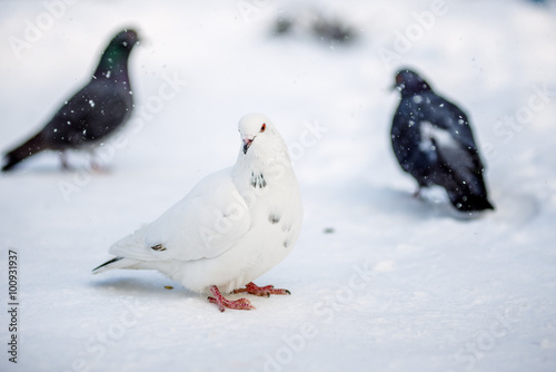 wild pigeons in winter on snow © sushytska