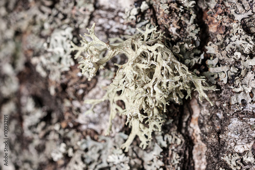 lichen close up