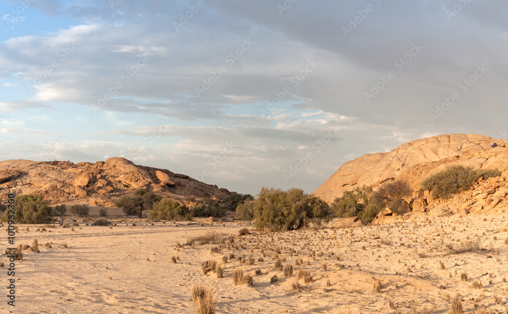 trees in a dry riverbed near the Swakop River, Namibia