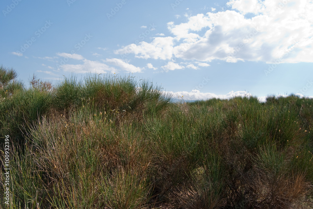 grüne Wildnis auf der Insel Pag in Kroatien