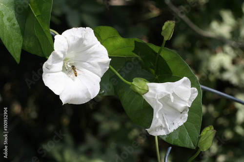 Calystegia sepium/ echte Zaunwinde photo