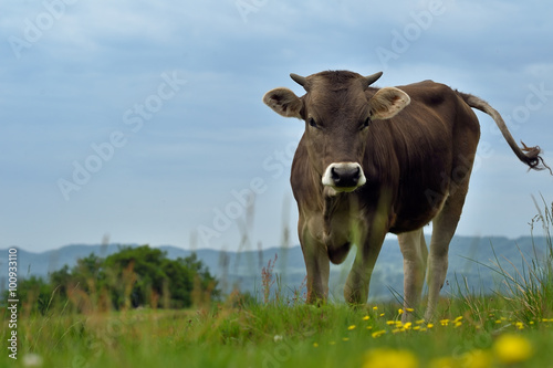 Fototapeta Naklejka Na Ścianę i Meble -  Cow on a summer pasture