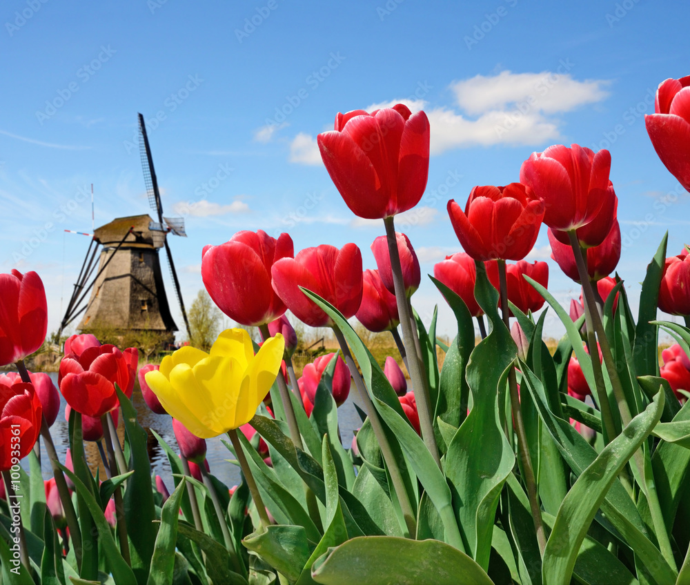 A magical landscape of tulips and windmills in the Netherlands.