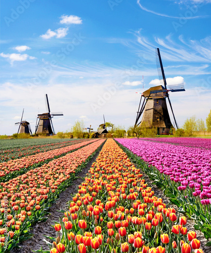 Obraz na płótnie A magical landscape of tulips and windmills in the Netherlands. w salonie
