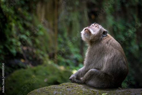 Thoughtful monkey sitting on mossy rock in forest, Ubud, Bali
