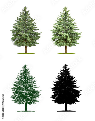 Nadelbaum in vier unterschiedlichen Illustrationstechniken - Kie