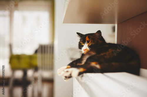 Cat on the radiator