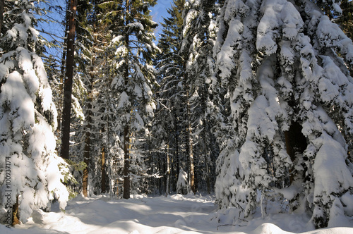 winter forest