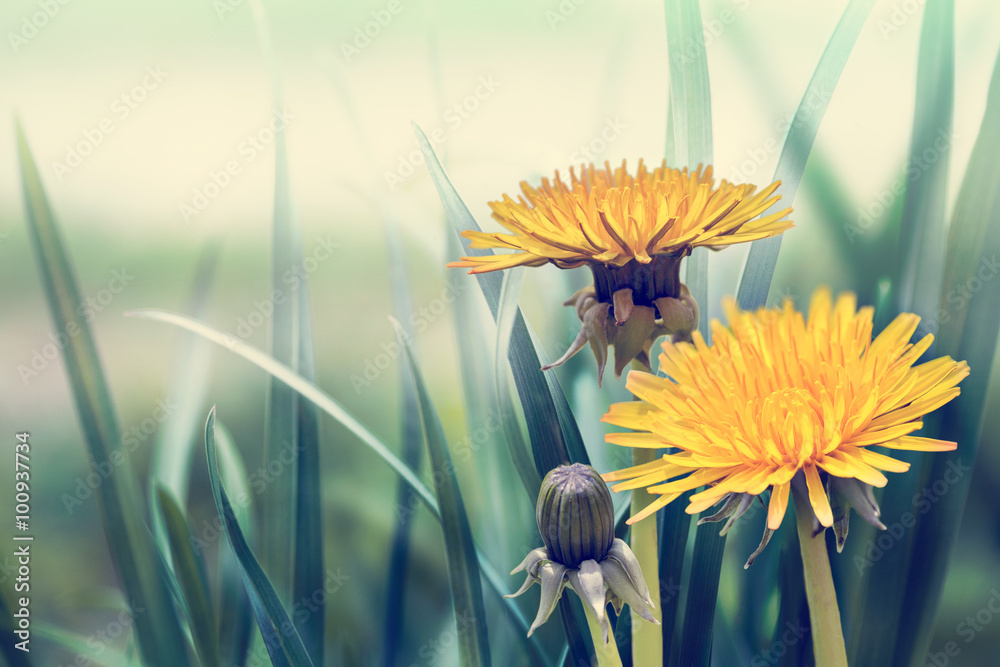 Obraz premium spring natural background