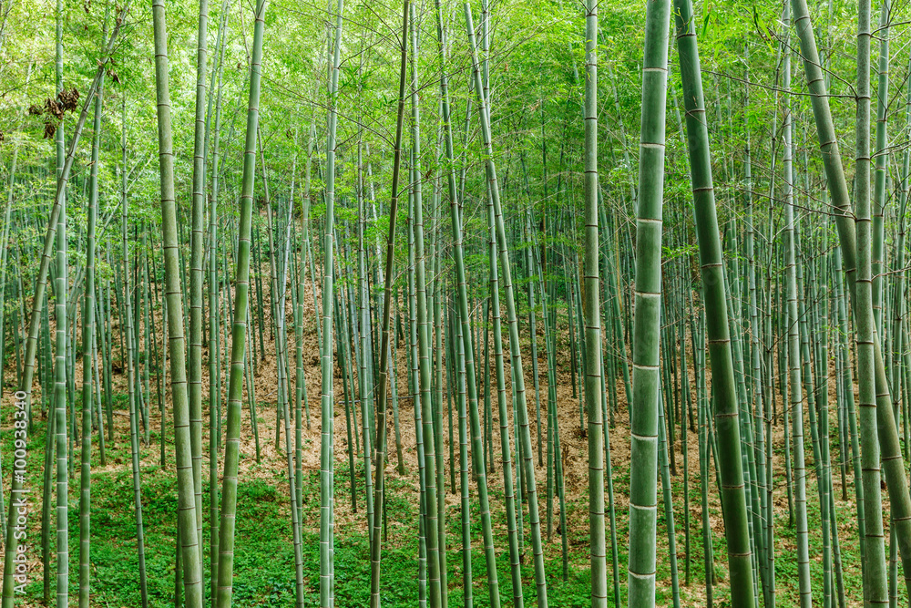 Naklejka premium Green bamboo forest in the summer