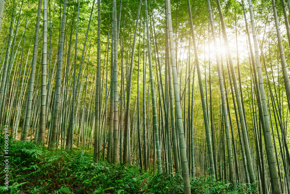 Obraz premium Green bamboo forest in the summer