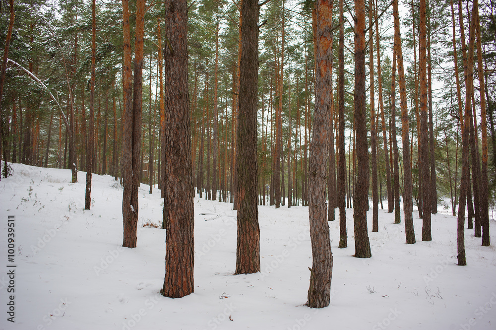 pine forest pine forest