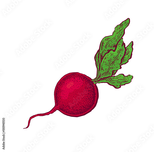 Hand drawn sketchy style colorful radish.