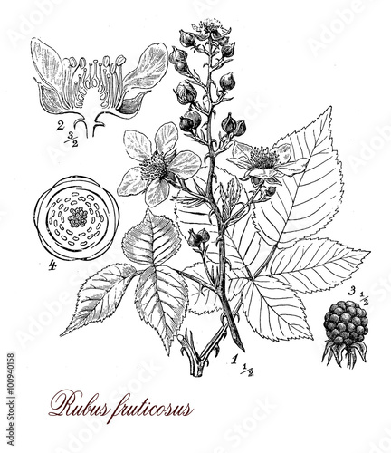 Blackberry or raspberry plant, botanical vintage engraving