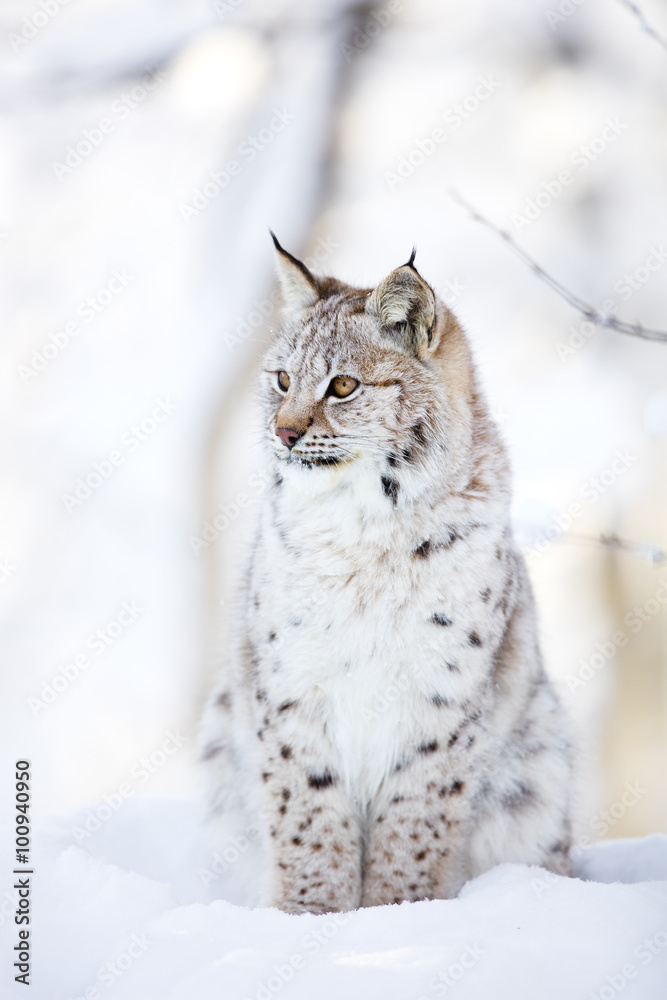 Fototapeta premium Lynx cub sits in the cold snow