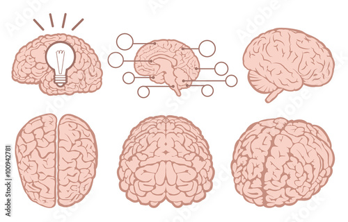 Human brain flat set