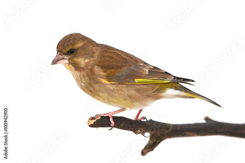 Fotografia Greenfinch (Carduelis chloris)