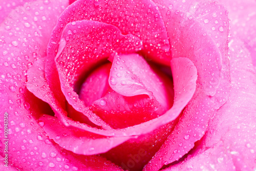 water drops on the rose