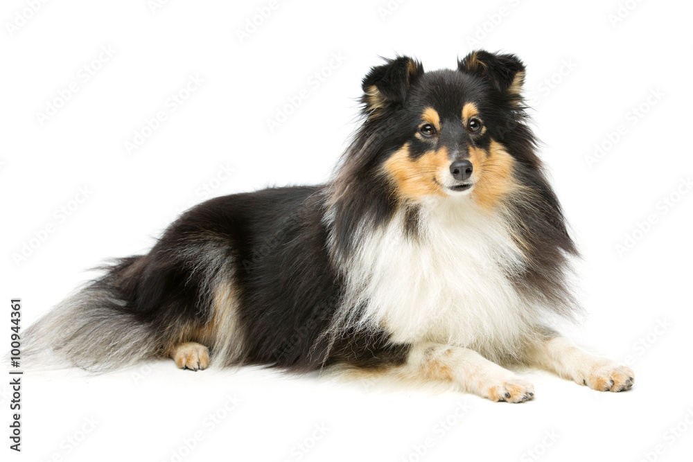 Tricolor sheltie dog